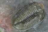 Proetid (Timsaloproetus?) Trilobite - Jorf, Morocco #127720-4